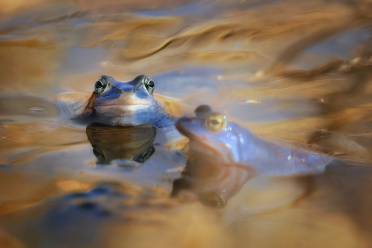 blue-moor-frogs