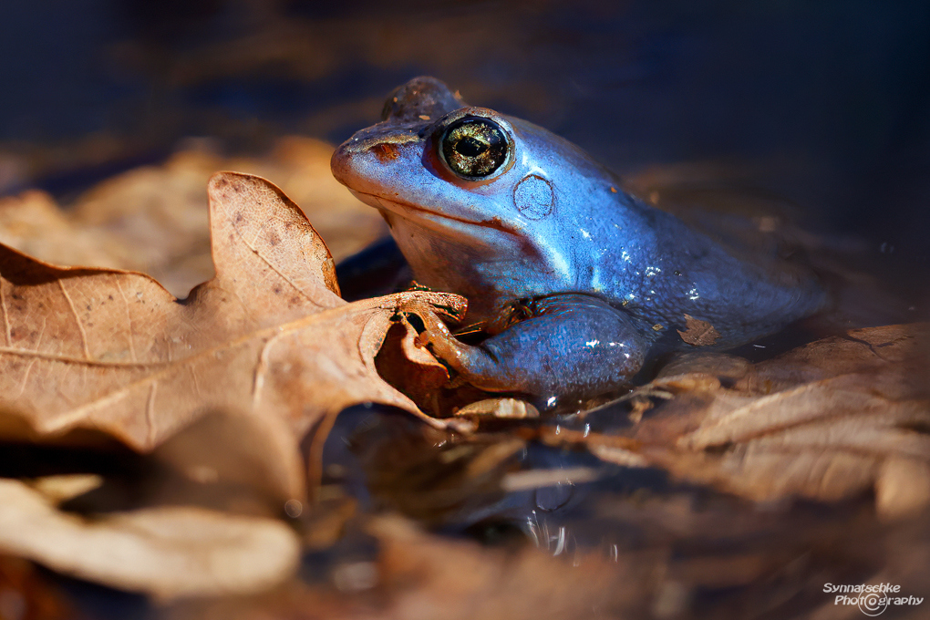 dunkel-blauer-moorfrosch
