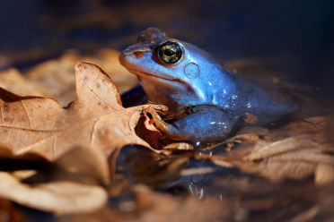 dunkel-blauer-moorfrosch