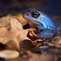 dunkel-blauer-moorfrosch