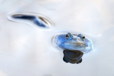 lazy-moor-frog