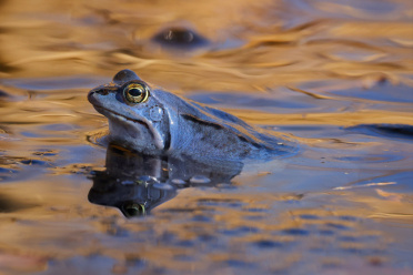 moor-frog-spawn