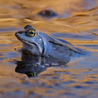 moor-frog-spawn