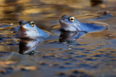 moor-frogs-spawn