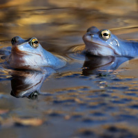 moor-frogs-spawn