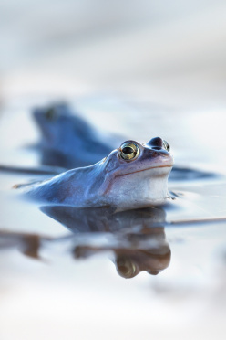 moor-frogs