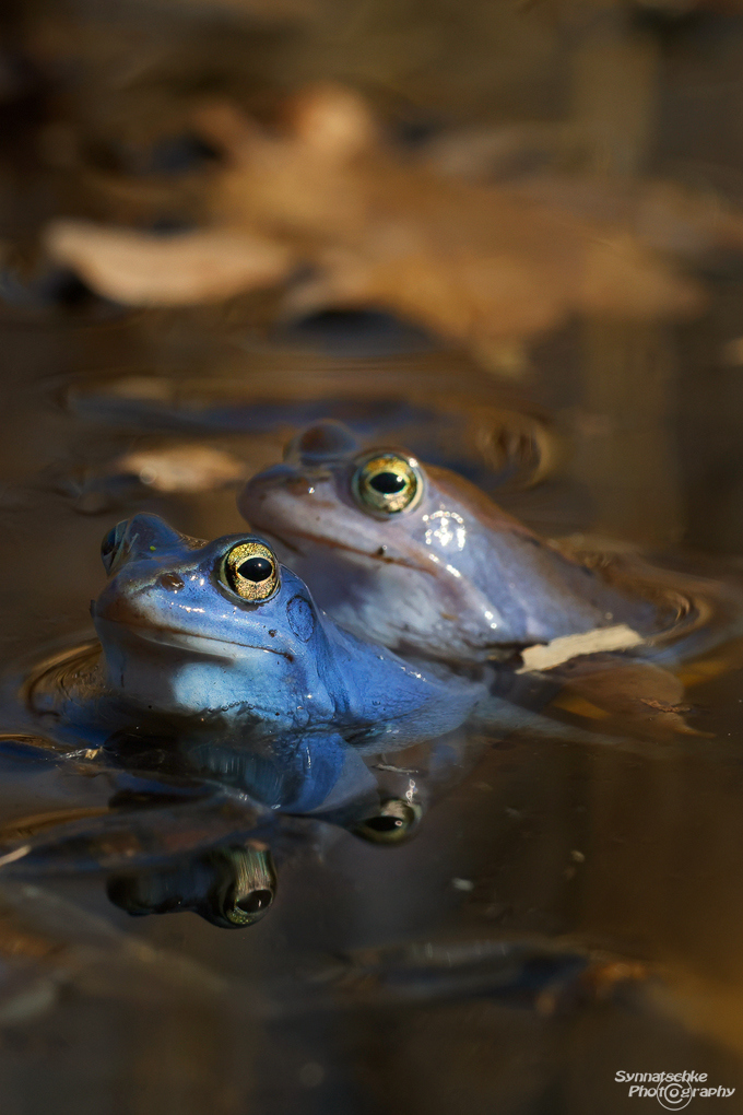 moorfroesche-im-wasser