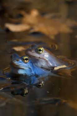 moorfroesche-im-wasser