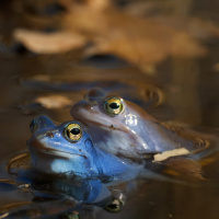 moorfroesche-im-wasser