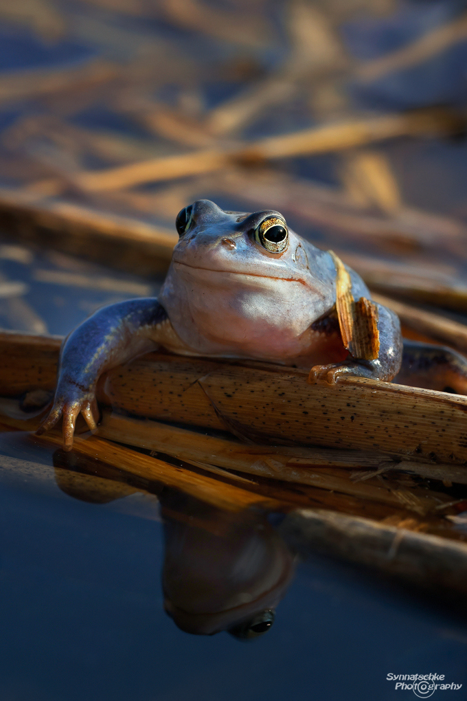 moorfrosch-auf-schilf