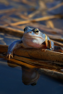 moorfrosch-auf-schilf