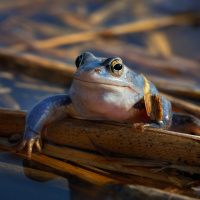 moorfrosch-auf-schilf