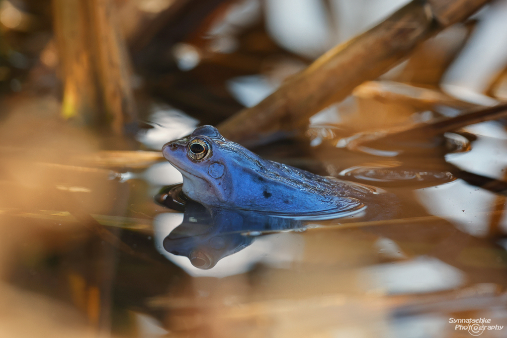 moorfrosch-im-schilf