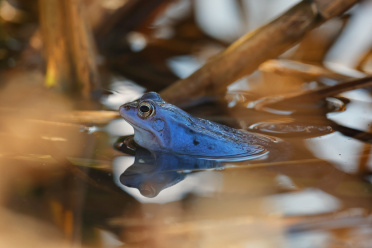 moorfrosch-im-schilf