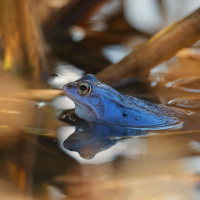 moorfrosch-im-schilf