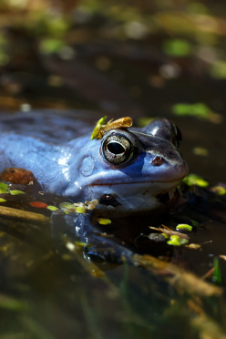 moorfrosch-im-wasser