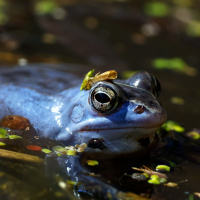 moorfrosch-im-wasser