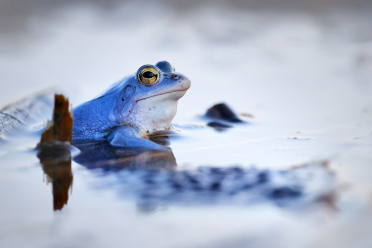 moorfrosch-mit-laich