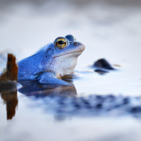moorfrosch-mit-laich