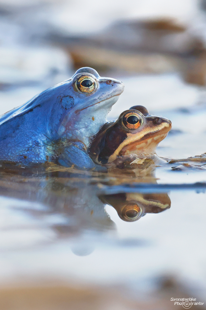 moorfrosch-paar