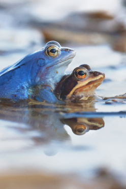 moorfrosch-paar