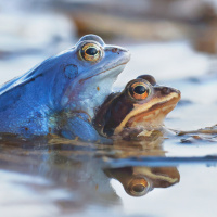 moorfrosch-paar