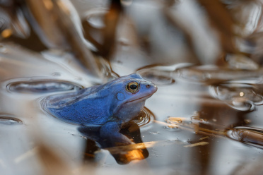 moorfrosch-schilf
