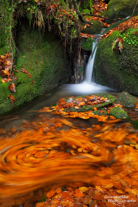 Autumn Swirl