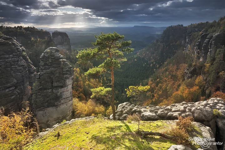 Lonesome Tree