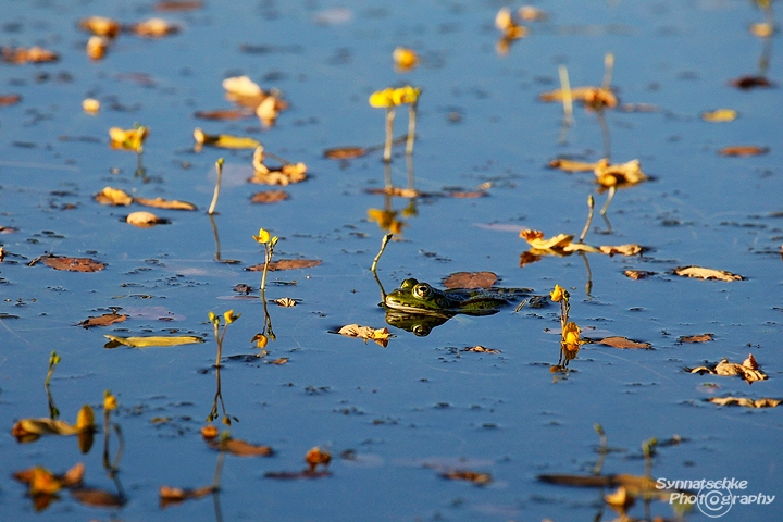 spreewald-frosch-1