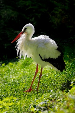 storch-2