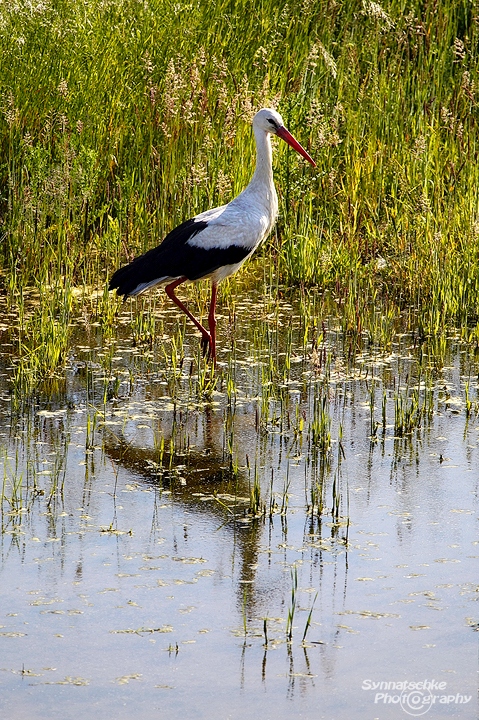 storch-4