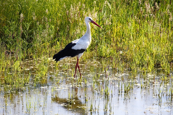 storch-5