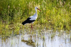storch-5