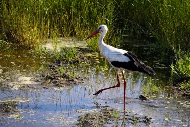 storch-6