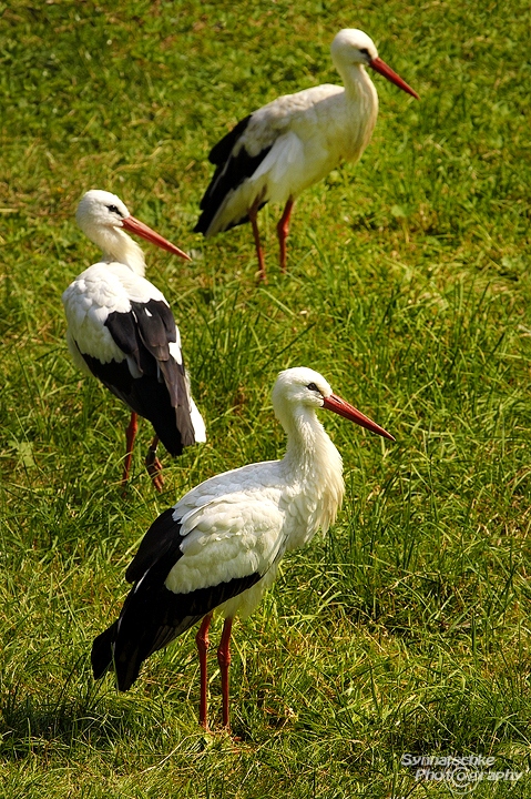 storch-7