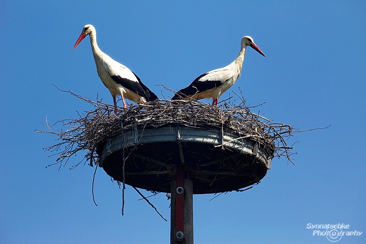 storch-nest-1