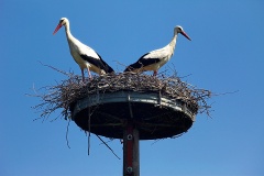 storch-nest-1
