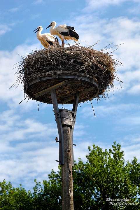 storch-nest-2