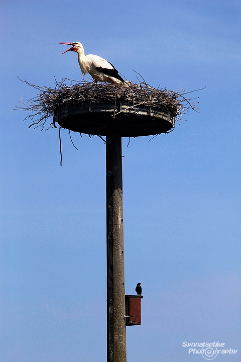 storch-nest-3