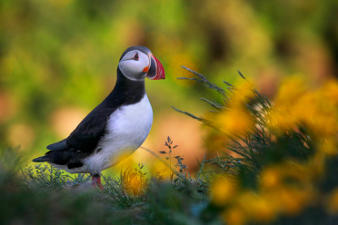 Atlantic Puffin among flowers