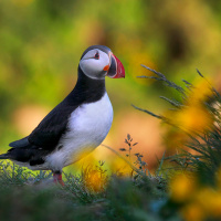 Atlantic Puffin among flowers