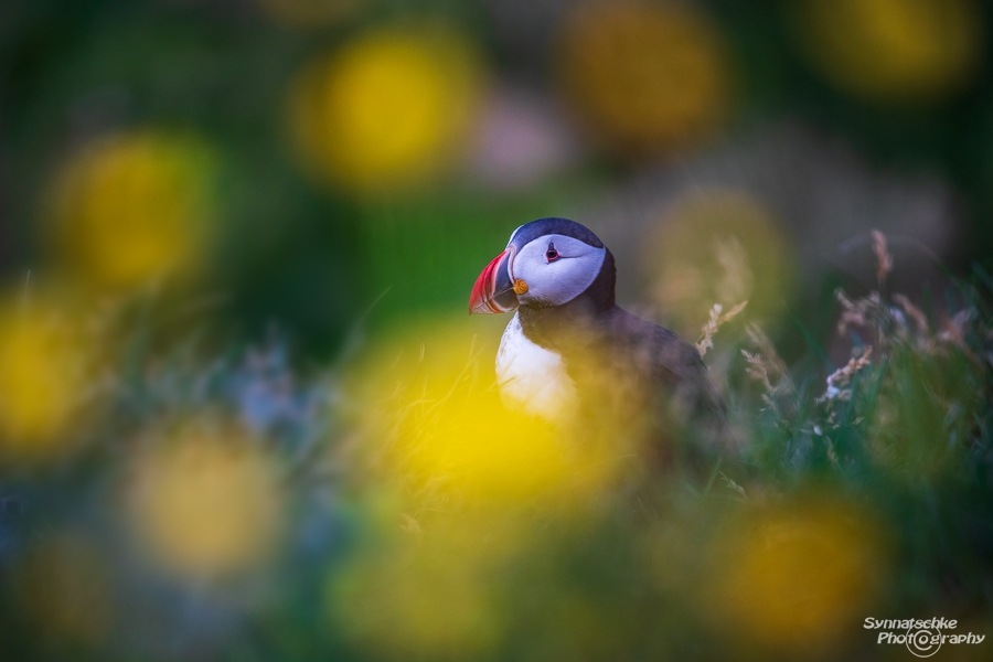 Flowers and Puffin