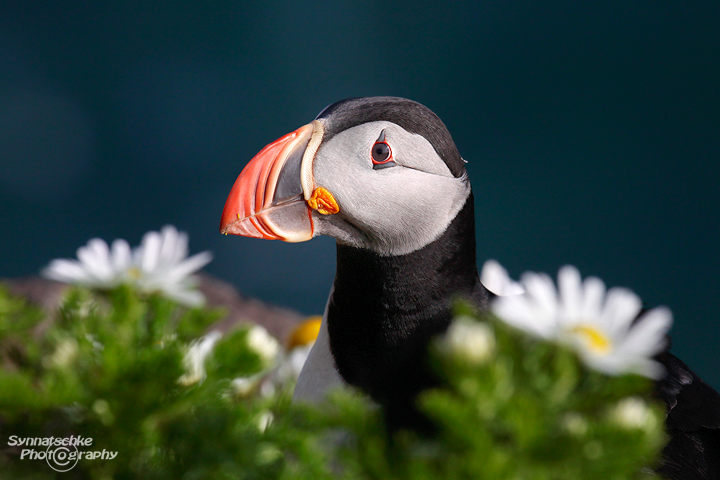 Puffin sitting in between flowers at the bird cliffs of Latrabjarg