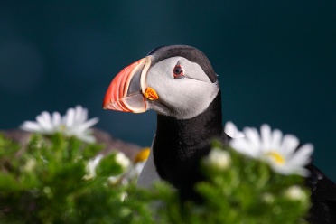 Puffin sitting in between flowers at the bird cliffs of Latrabjarg