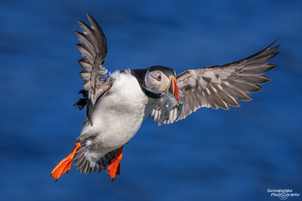 puffin-01