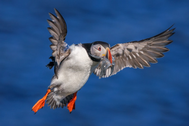 puffin-01