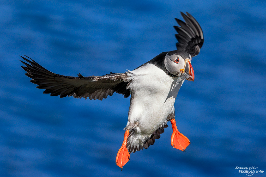 puffin-02