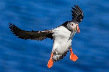 puffin-02