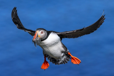 puffin-03